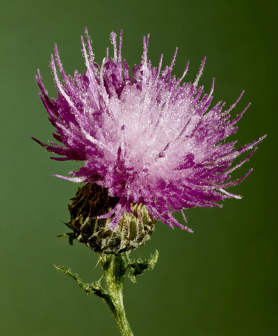 Milk Thistle